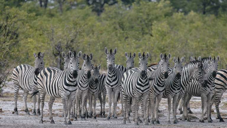 Linyanti Zebra