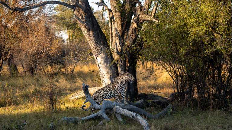 Khwai Leopard