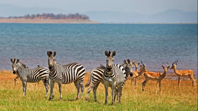 Zebras and Impala - Lake Kariba