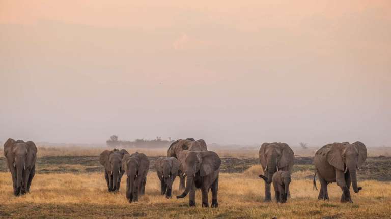 Linyanti, Botswana - Elephants