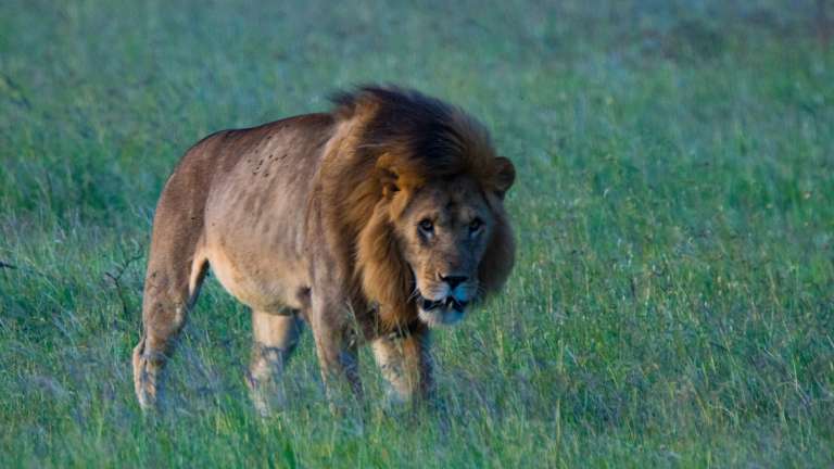 Serengeti Lion
