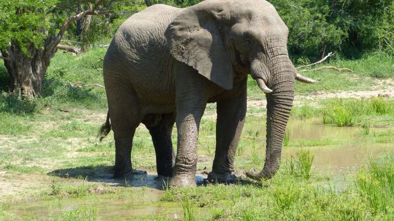 Elephant Kruger national park