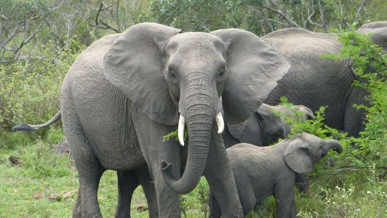 Elephants in Kruger national park