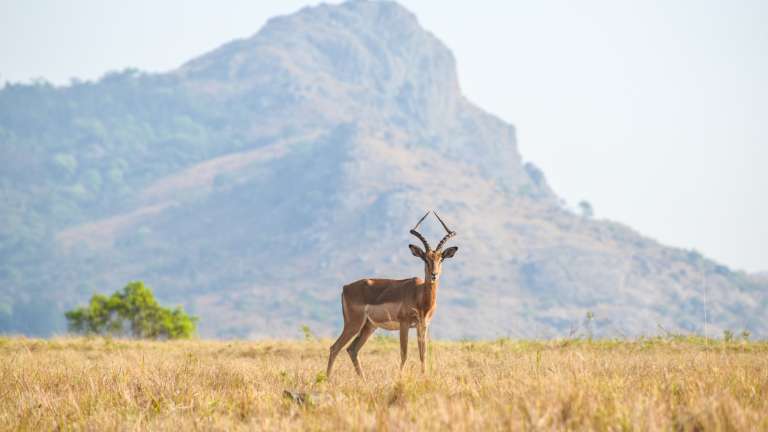 Impala at Mlilwane wildlife sanctuary