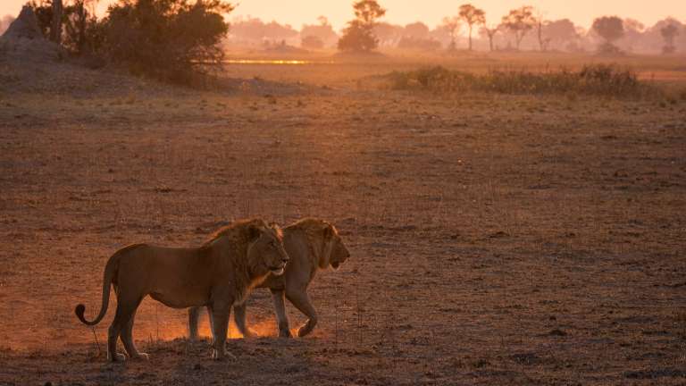 Dinare private reserve Lions at sunrise