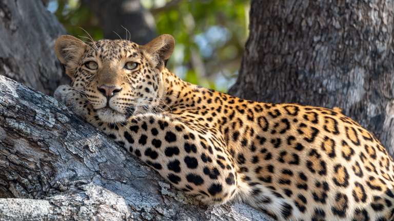 Leopard near pom pom camp