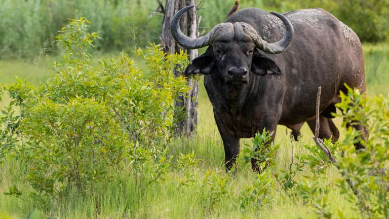 Okavango delta Buffalo