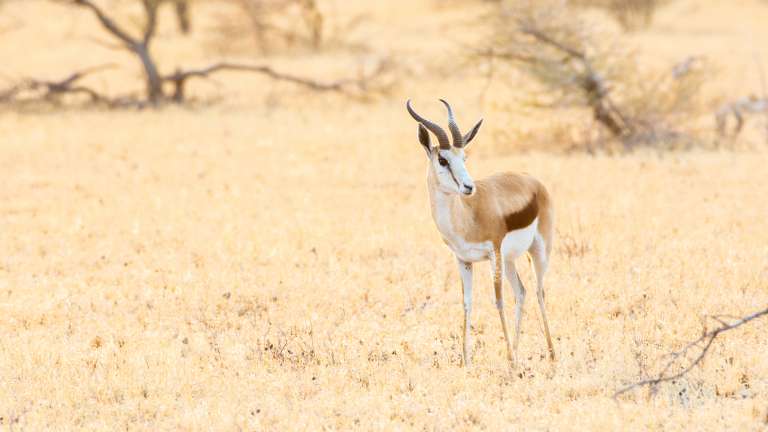 Nxai pan Springbok