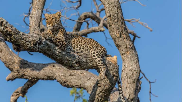 Lebala camp Leopard