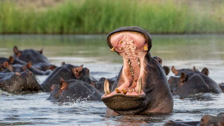Chobe river hippo