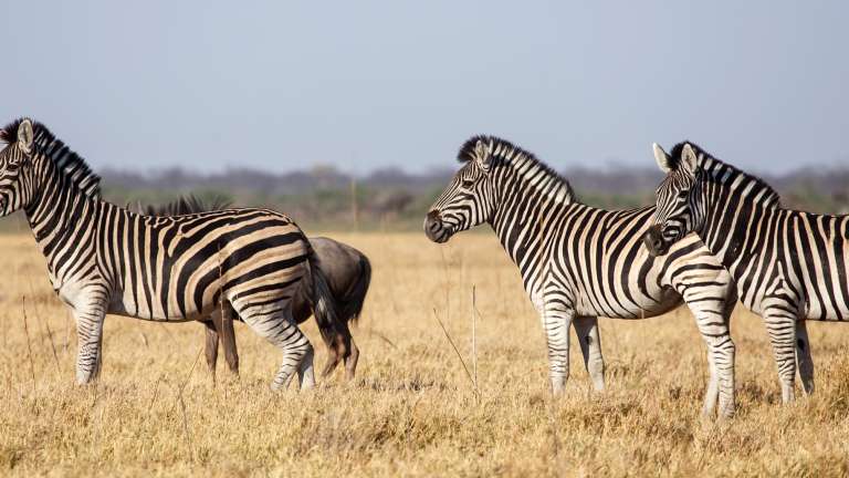 Chobe Zebras