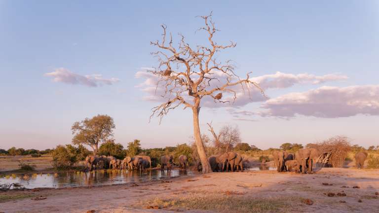Elephants in Hwange national park
