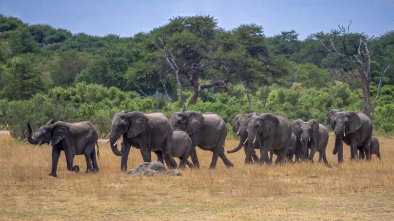 Hwange Elephant herd