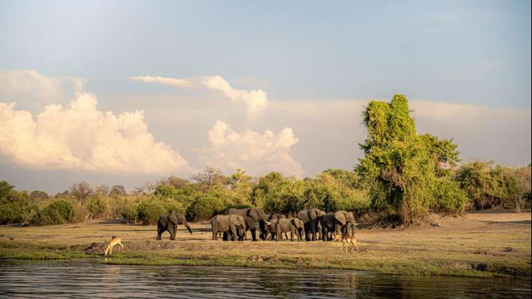 Chobe national park elephants