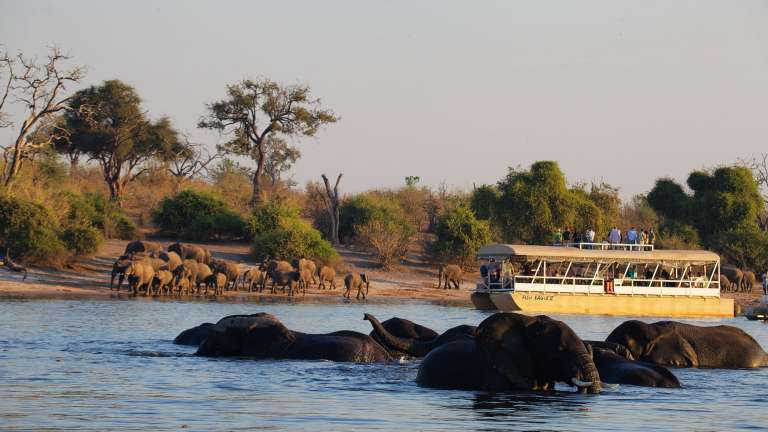 Chobe river boat cruise and elephants