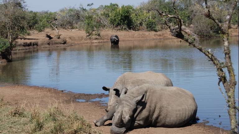Rhinoceros at waterhole, Mkhaya game reserve