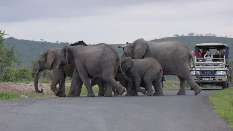 Game drive vehicle and elephants rhino ridge 