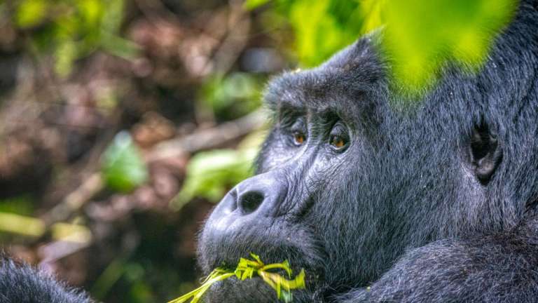 Mountain gorilla eating in Bwindi National Park