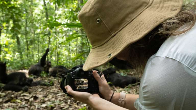 Tourist filming chimpanzees in Kibale National Park Uganda