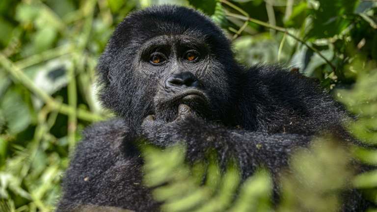 Bwindi impenetrable forest uganda mountain gorilla